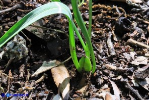 Colchicum corsicum (Colchico di Corsica): le foglie e il frutto