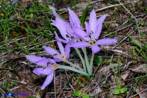 Colchicum cupanii subsp. cupanii (Colchico di Cupani)