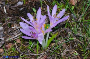 Colchicum cupanii subsp. cupanii (Colchico di Cupani)