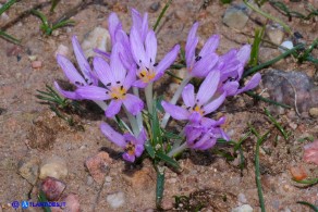 Colchicum cupanii subsp. cupanii (Colchico di Cupani)