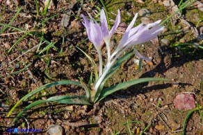 Colchicum cupanii subsp. cupanii (Colchico di Cupani)