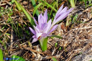 Colchicum cupanii subsp. cupanii (Colchico di Cupani)