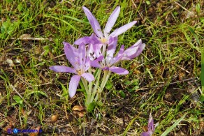 Colchicum cupanii subsp. cupanii (Colchico di Cupani)