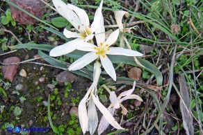 Colchicum cupanii subsp. cupanii (Colchico di Cupani)Colchicum cupanii subsp. cupanii (Colchico di Cupani) esemplare bianco