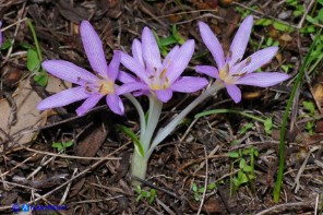 Colchicum cupanii subsp. cupanii (Colchico di Cupani)