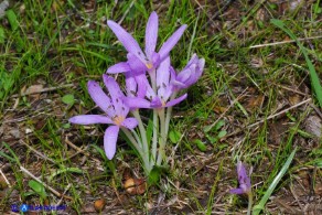 Colchicum cupanii subsp. cupanii (Colchico di Cupani)