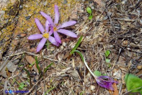 Colchicum cupanii subsp. cupanii (Colchico di Cupani)