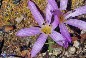 Colchicum cupanii subsp. cupanii (Colchico di Cupani)