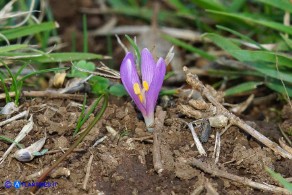 Colchicum gonarei (Colchico di Monte Gonare) con quattro lacinie