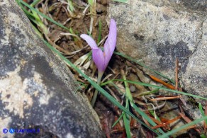 Colchicum gonarei (Colchico di Monte Gonare) con quattro lacinie