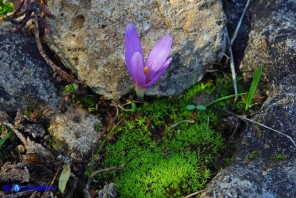 Colchicum gonarei (Colchico di Monte Gonare) con quattro lacinie