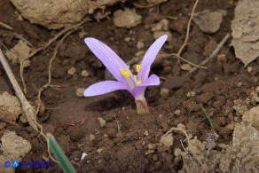 Colchicum gonarei (Colchico di Monte Gonare) con quattro lacinie