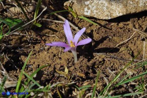 Colchicum gonarei (Colchico di Monte Gonare) con cinque lacinie
