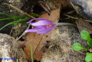 Colchicum gonarei (Colchico di Monte Gonare) con sei lacinie