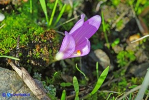 Colchicum gonarei (Colchico di Monte Gonare) con quattro lacinie