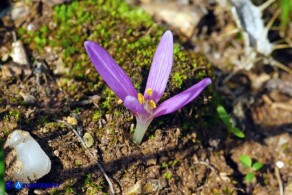 Colchicum gonarei (Colchico di Monte Gonare) con quattro lacinie