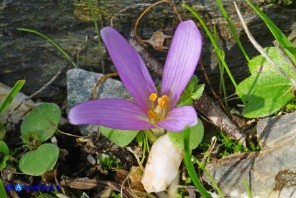 Colchicum gonarei (Colchico di Monte Gonare) con quattro lacinie