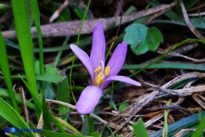 Colchicum gonarei (Colchico di Monte Gonare) con cinque lacinie