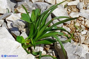 Colchicum lusitanum (Colchico portoghese)