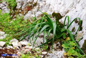 Colchicum lusitanum (Colchico portoghese)