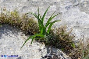 Colchicum lusitanum (Colchico portoghese)