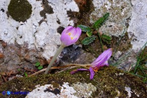 Colchicum lusitanum (Colchico portoghese)