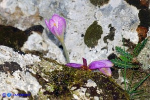 Colchicum lusitanum (Colchico portoghese)