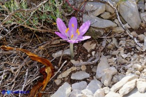 Colchicum lusitanum (Colchico portoghese)