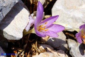 Colchicum lusitanum (Colchico portoghese)