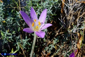 Colchicum lusitanum (Colchico portoghese)