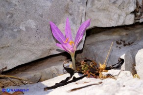 Colchicum lusitanum (Colchico portoghese)