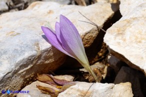 Colchicum lusitanum (Colchico portoghese)