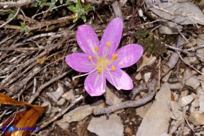Colchicum lusitanum (Colchico portoghese)