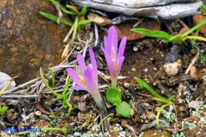 Colchicum nanum (Colchico nano)