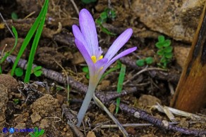 Colchicum nanum (Colchico nano)