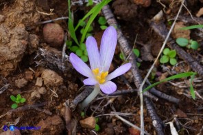 Colchicum nanum (Colchico nano)