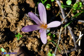 Colchicum nanum (Colchico nano)