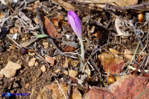 Colchicum nanum (Colchico nano)