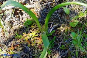 Colchicum nanum (Colchico nano)