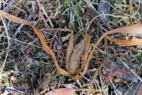 Colchicum nanum (Colchico nano)