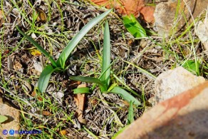 Colchicum nanum (Colchico nano)