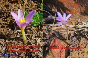 Colchicum alpinum subsp. parvulum e Colchicum nanum (Colchico pargolo e Colchico nano)