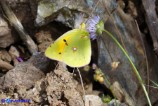 Colias crocea (Croceo)