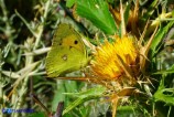 Colias crocea (Croceo)
