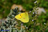 Colias crocea (Croceo)