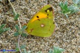 Colias crocea (Croceo)