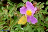 Colias crocea (Croceo)
