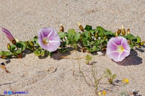 Convolvulus soldanella (Vilucchio marittimo)