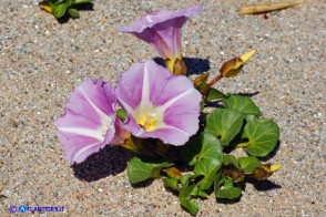 Convolvulus soldanella (Vilucchio marittimo)