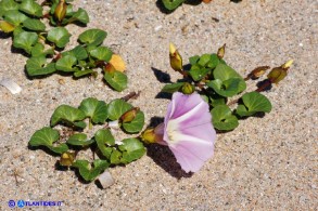 Convolvulus soldanella (Vilucchio marittimo)